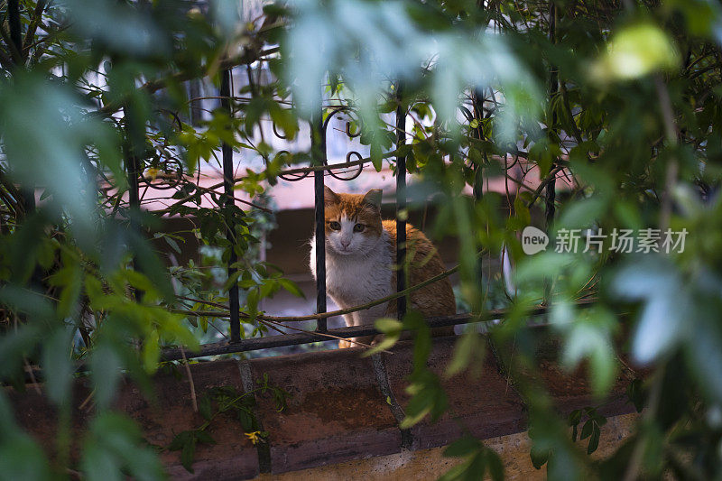 花园里的流浪猫