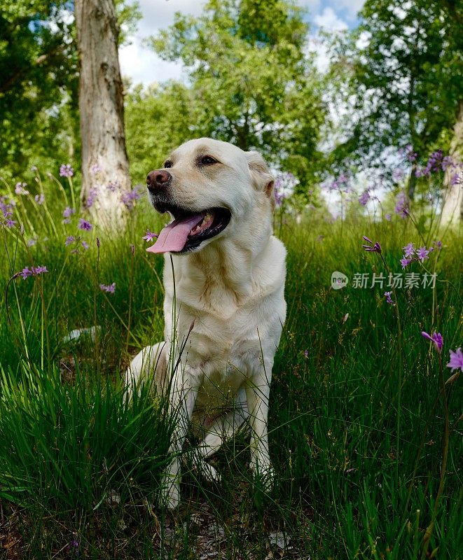 拉布拉多寻回犬