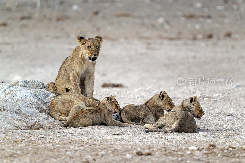 母狮和四只幼狮，Etosha国家公园，纳米比亚。