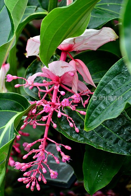 伟大的Medinilla