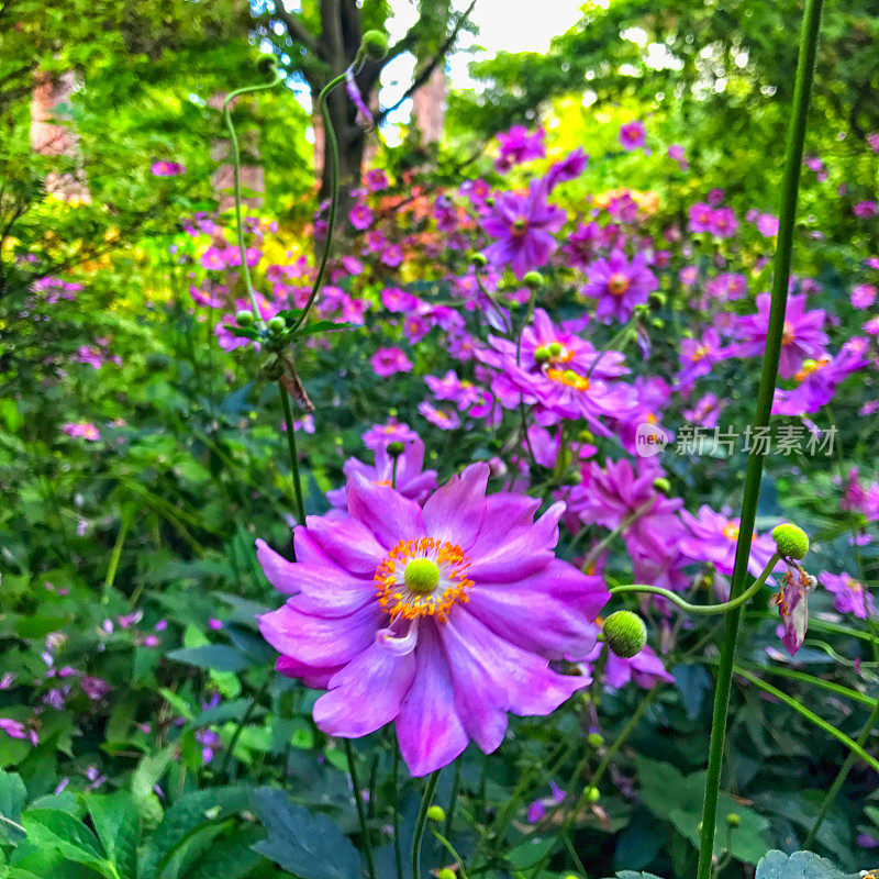 野花园与日本风花