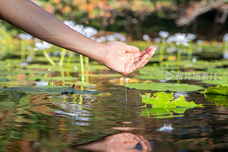 人的手捧着睡莲从池塘里接水