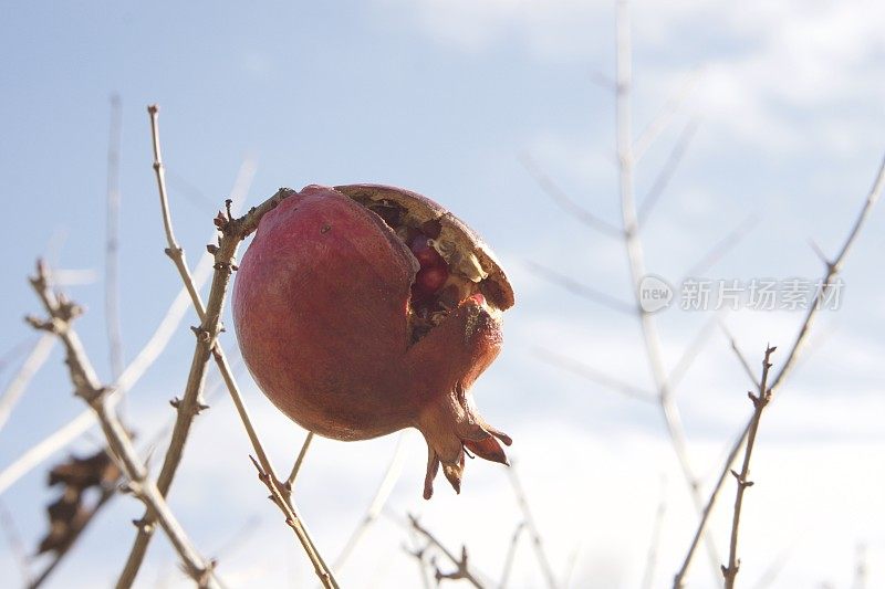 石榴树