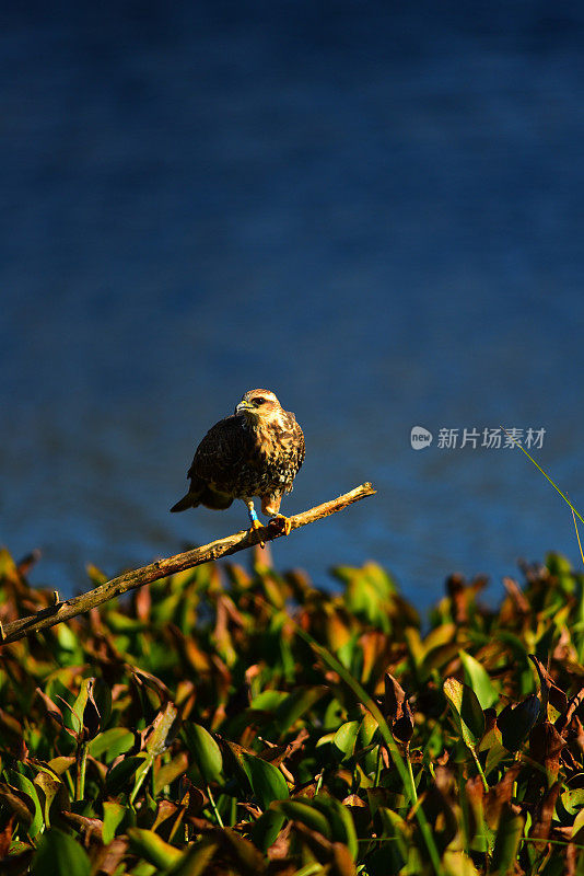 栖息在高处的蜗牛风筝，爪子里叼着苹果蜗牛饭