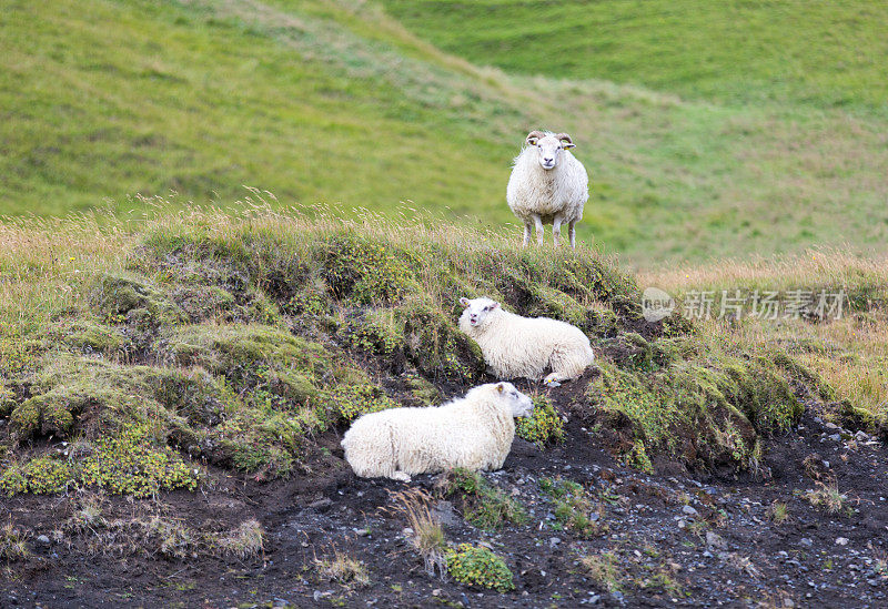 黑冰岛绵羊，牵着两只羊羔