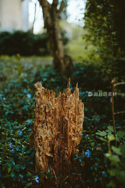 腐烂的树干