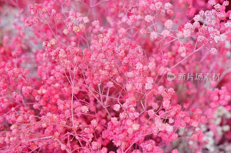 春季粉红樱花特写