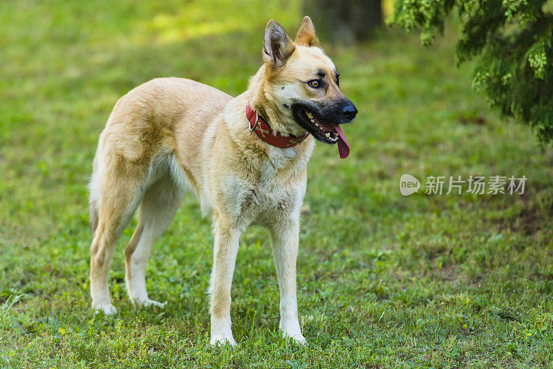 美丽的比利时玛利诺犬在自家院子里散步。