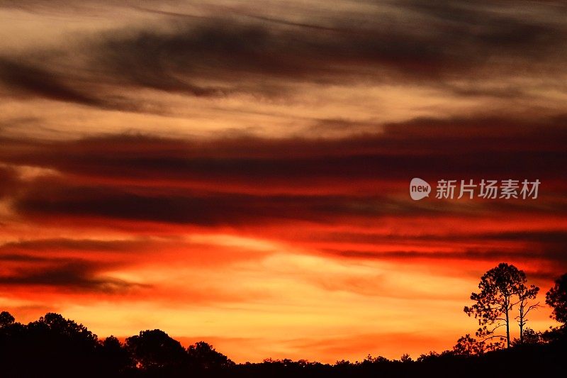 明亮的橙色阳光照射在森林上空的云朵上，松树的剪影显现出来