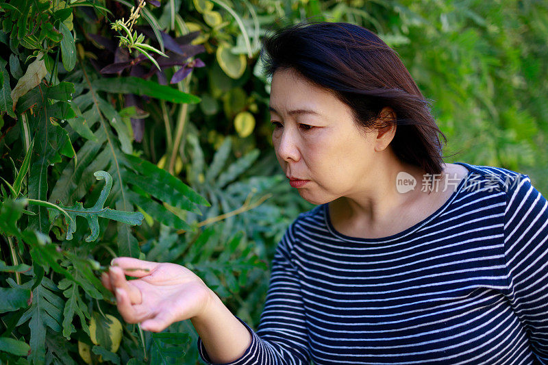 女人检查植物。