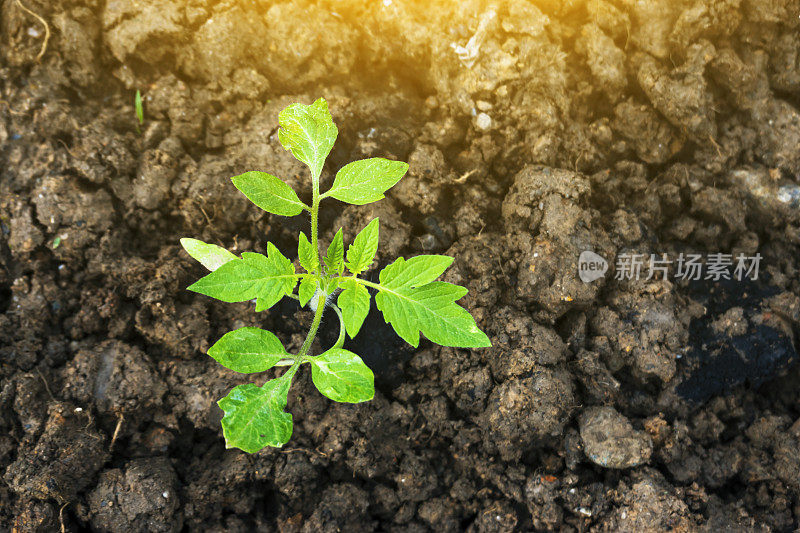 番茄树苗在农田里施磷肥