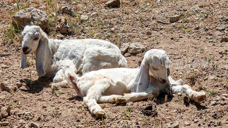 伊朗沙漠中的两只小山羊