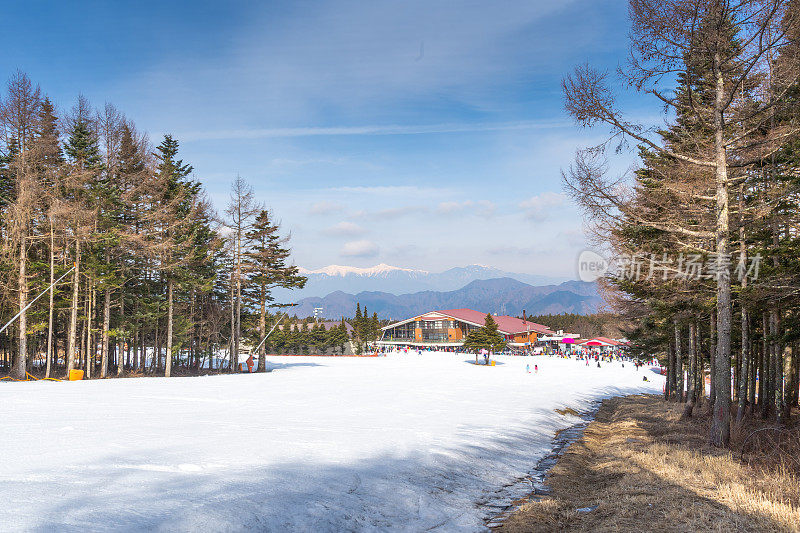 富士山景色与坡雪谷松树，富士山山顶美丽的美景在冬季的时候在富士藤