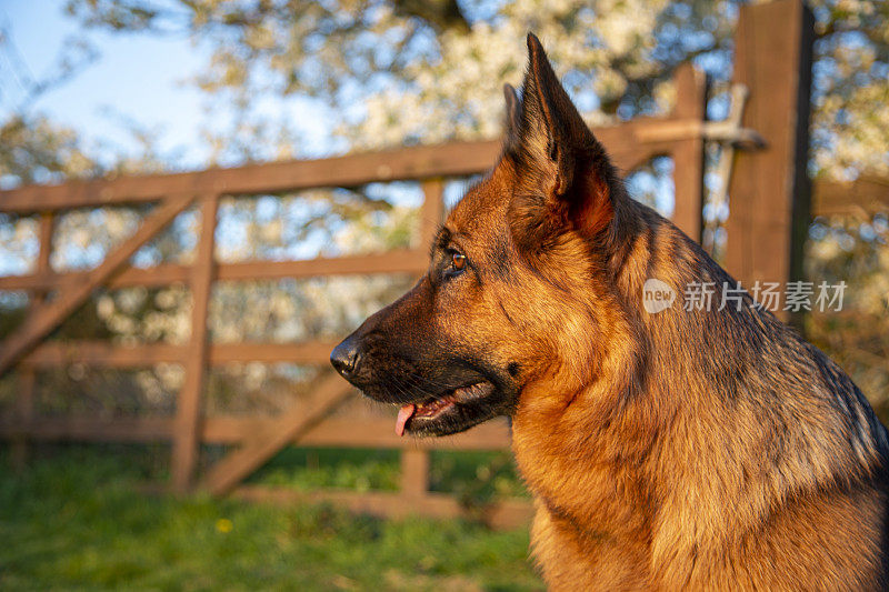 德国牧羊犬的头部照片