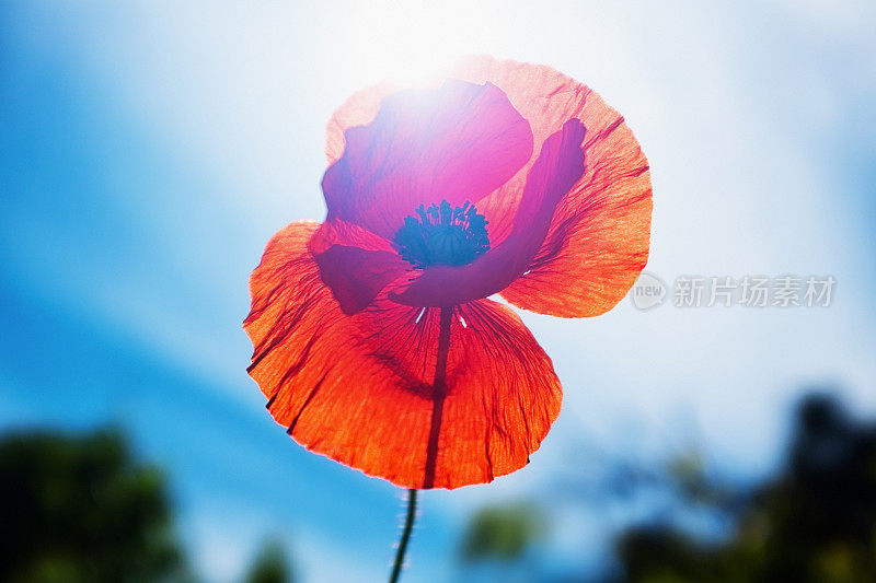 阳光透过一朵红色的佛兰德斯罂粟花