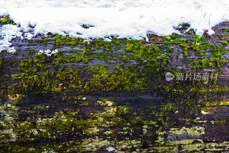 一棵倒下的大红杉上的雪和苔藓