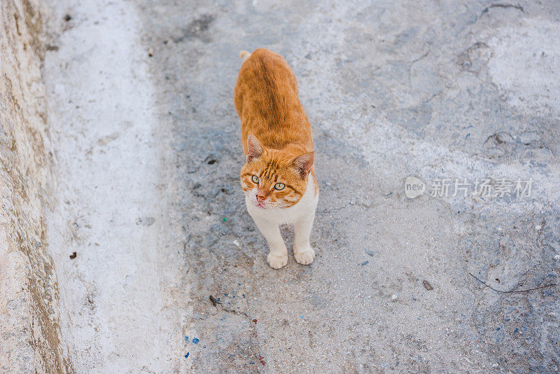 希腊的橙色流浪猫