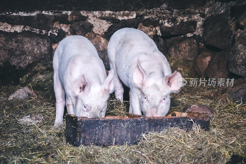 两只猪在食槽里吃东西