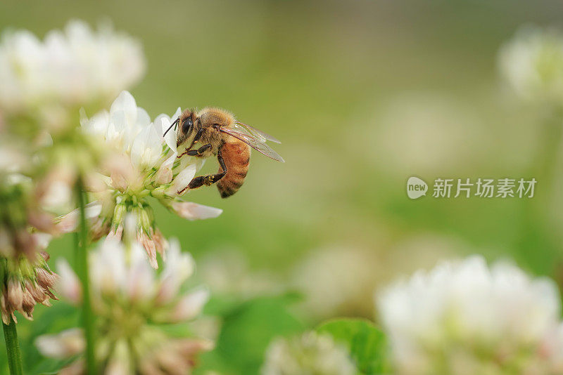 蜜蜂从花中吮吸花蜜