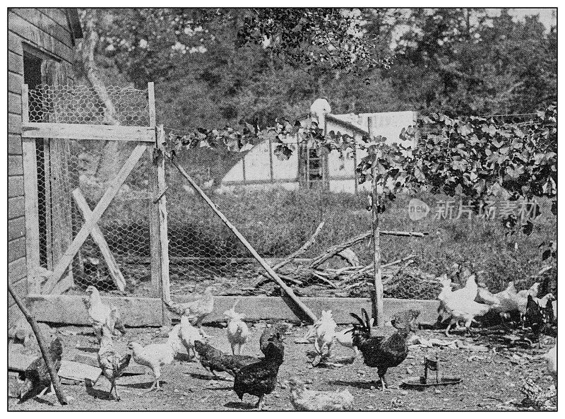 古董黑白照片:鸡舍、鸡场、鸡舍