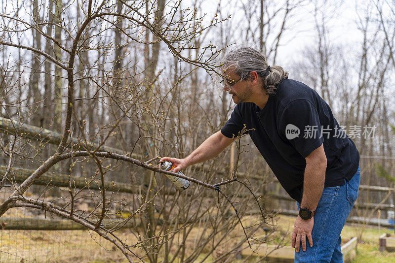 一个50岁的老者在春天修剪花园里的莓丛，在枝条上喷上密封胶。