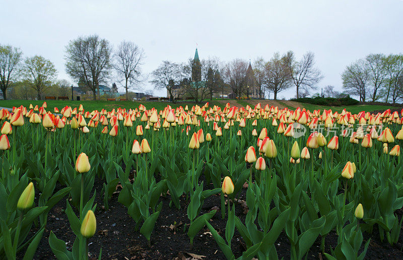 渥太华tulipsOttawa郁金香