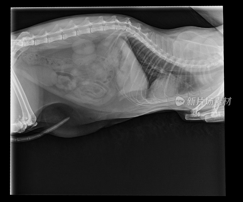 猫的x光片