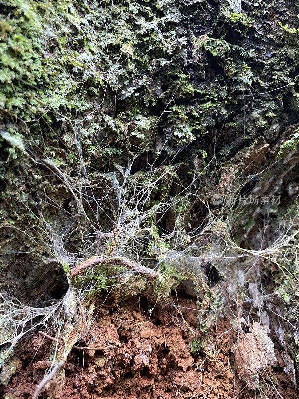 雨林苔藓和蜘蛛网