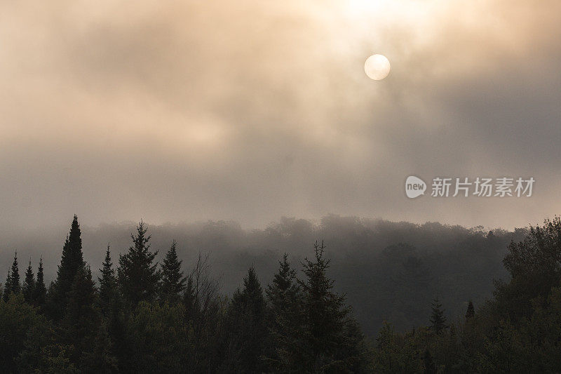 阴云景观森林地区的风景