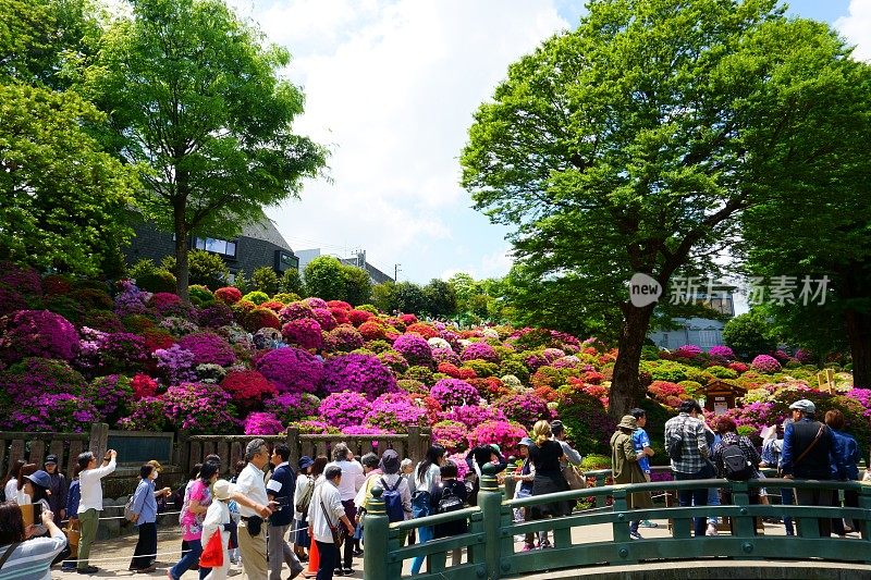 在杜鹃花节上，游客们走过五彩缤纷的杜鹃花，拍照留念