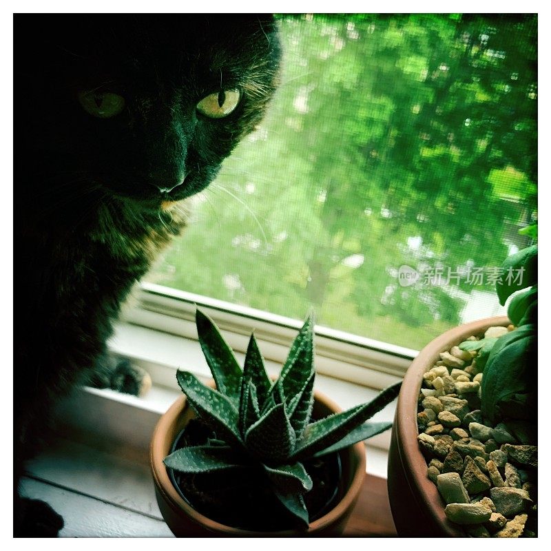 猫喜欢窗台上的植物