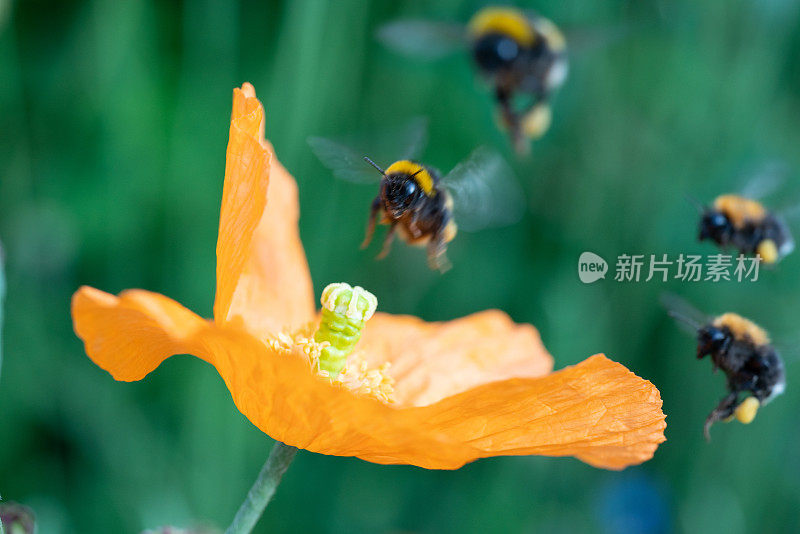 大黄蜂接近橙色的罂粟花