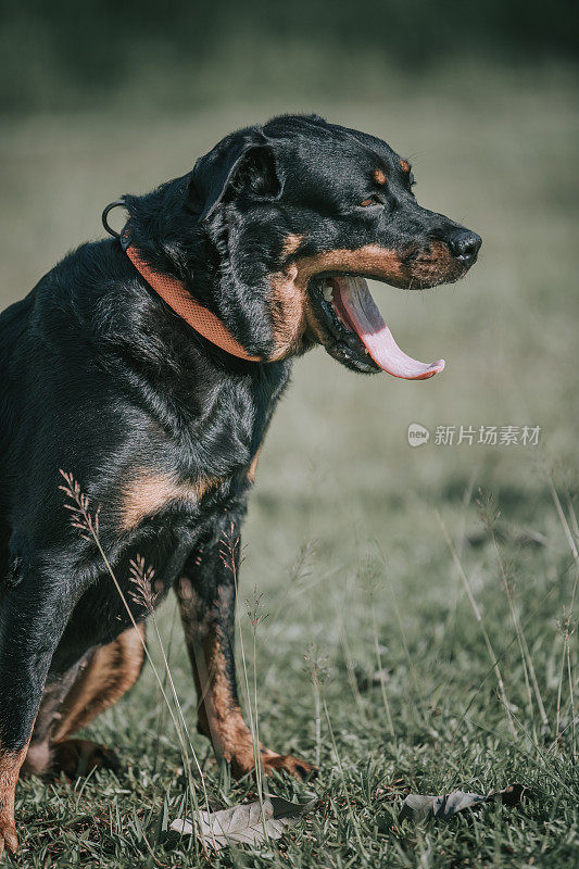 在阳光下饲养罗威纳犬