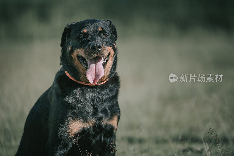 在阳光下饲养罗威纳犬