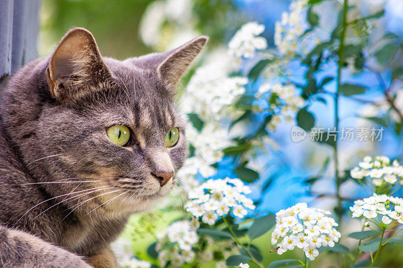 外面的花里有只绿眼睛的灰猫。狩猎。