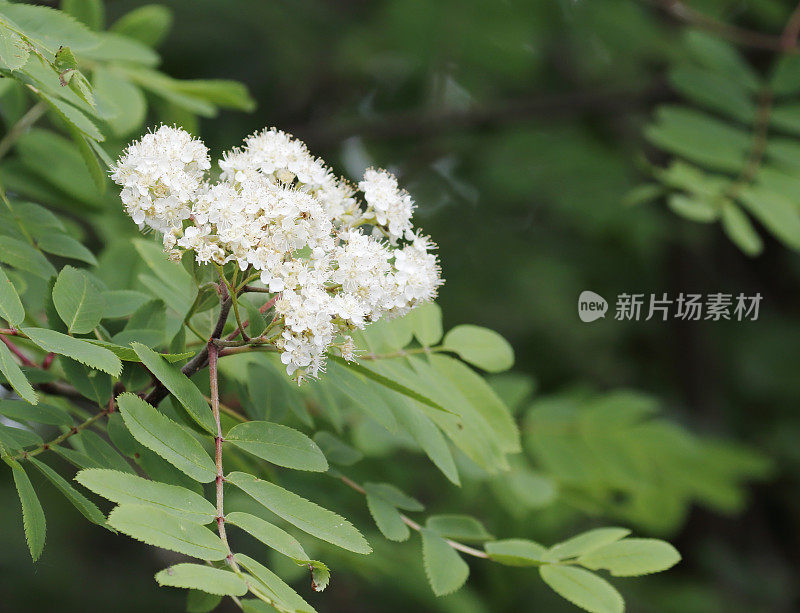 花楸，花楸(花楸属)，开花