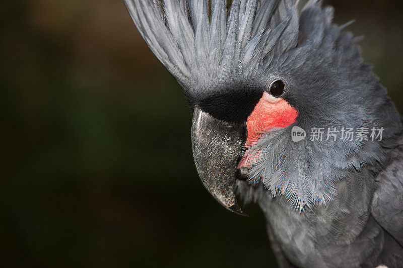 棕榈凤头鹦鹉，长鼻鹰，成体肖像，头部特写，冠状突起