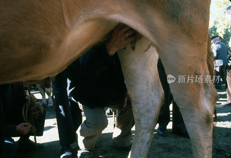 西班牙加利西亚，一名养牛户正在检查一头牛的乳房质量