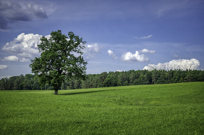 乡村景观中的孤独树(HDRi)