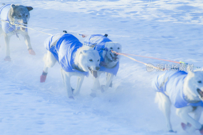 雪橇犬