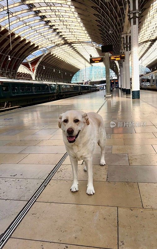 火车站里的拉布拉多寻回犬