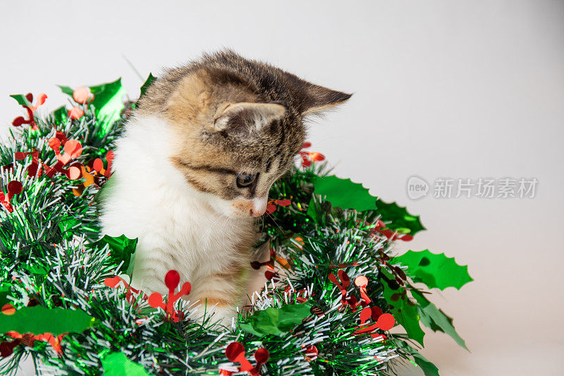 圣诞小猫玩着绿色的花环