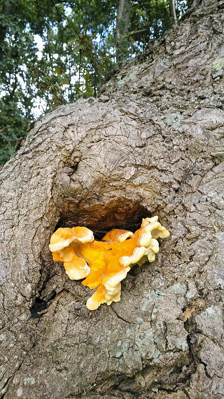 橡树树干上的木质蘑菇或鸡。