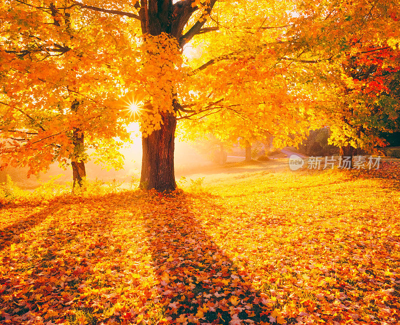 新英格兰的秋天与背光枫树新罕布什尔