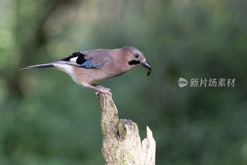 杰吃昆虫