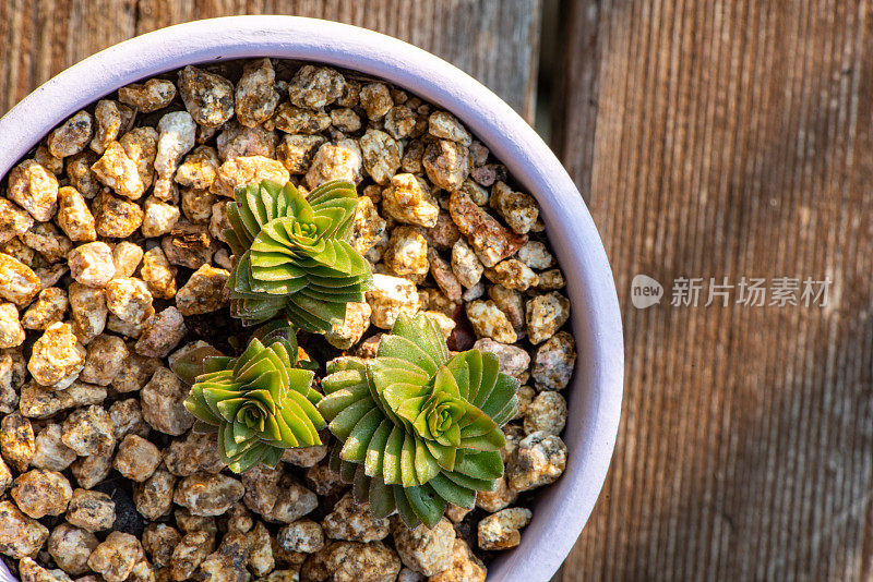 钮扣串，项链藤，宝塔植物-肉质植物