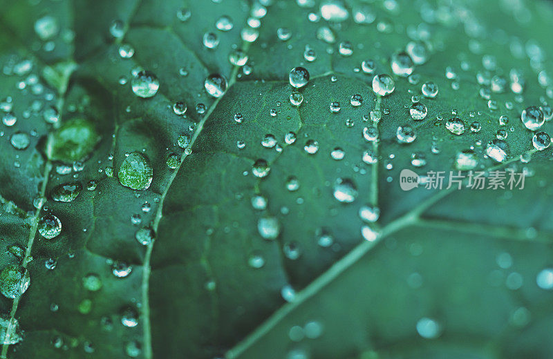 雨点落在西兰花叶子上