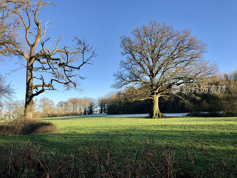 成熟的普通英国橡树(栎属)的图像，冬天光秃秃的树枝没有叶子，冬天的落叶结构孤立在晴朗的蓝天下
