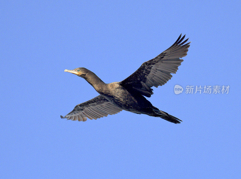 一只新热带鸬鹚在智利南部海岸的深蓝色天空中滑翔