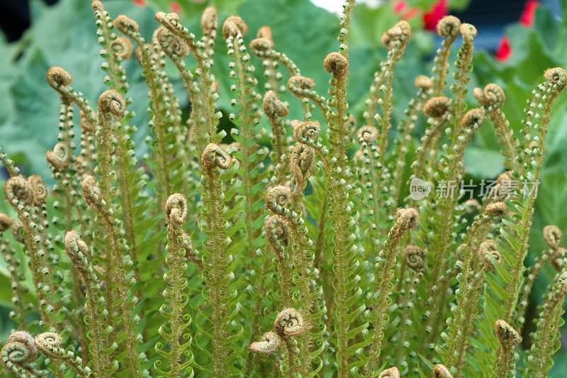 蕨类植物展开,特写